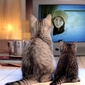 猫妈妈陪孩子看电视